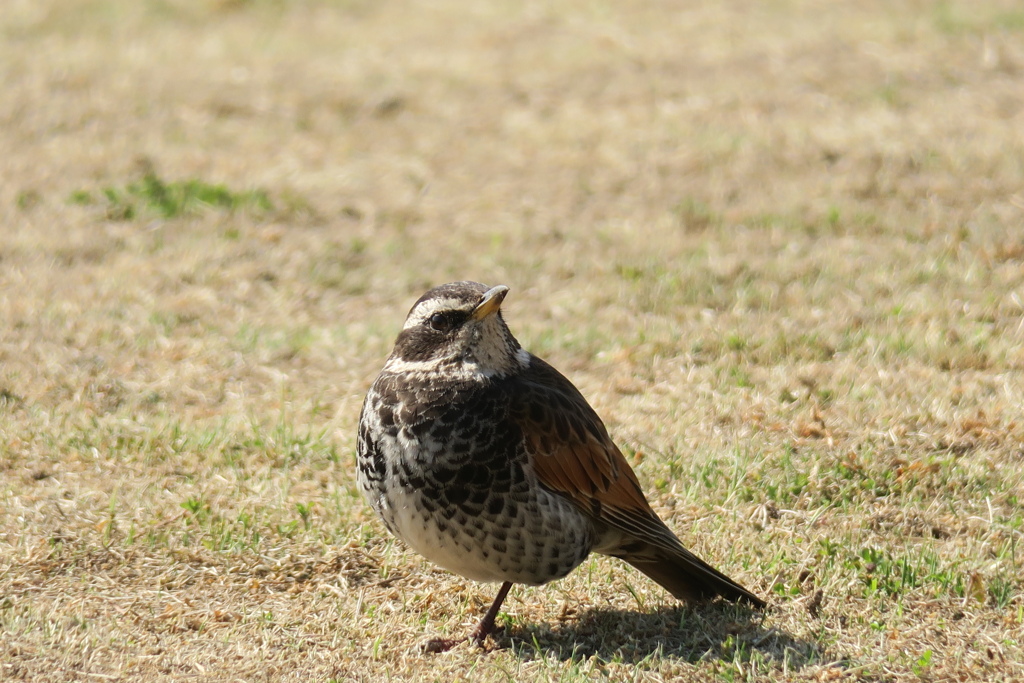 願い