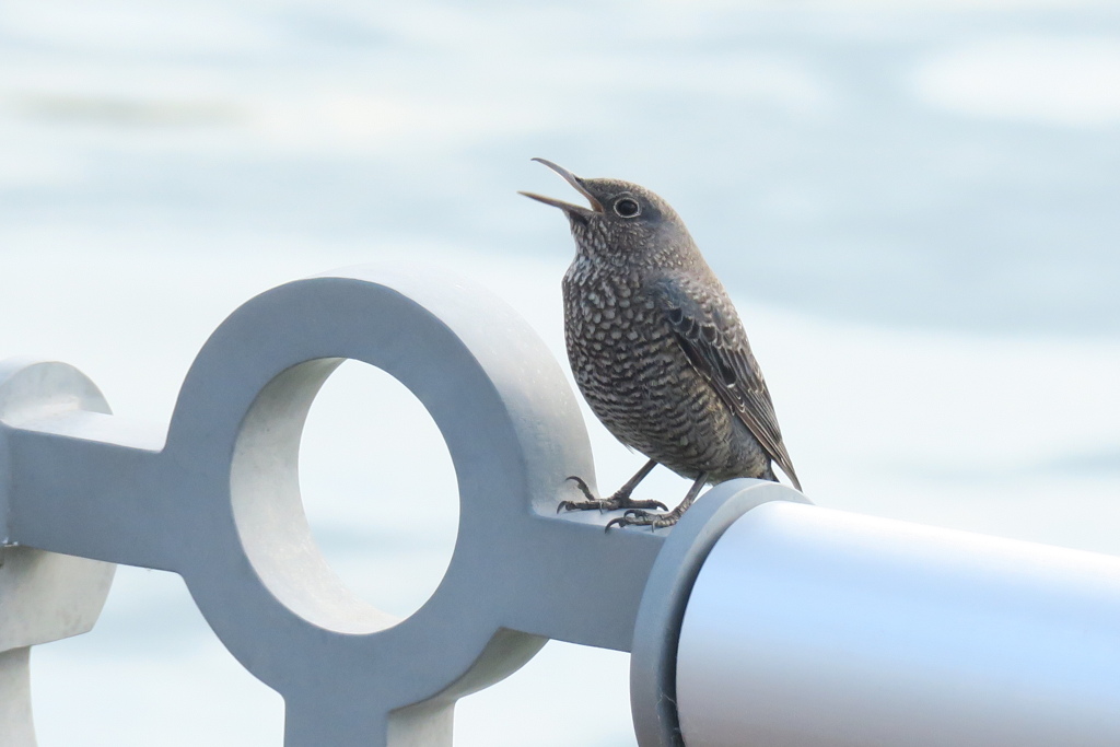 海辺の野鳥〜イソヒヨドリ女の子