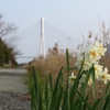 多々羅大橋冬景色