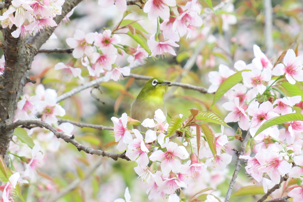 冬桜とメジロ
