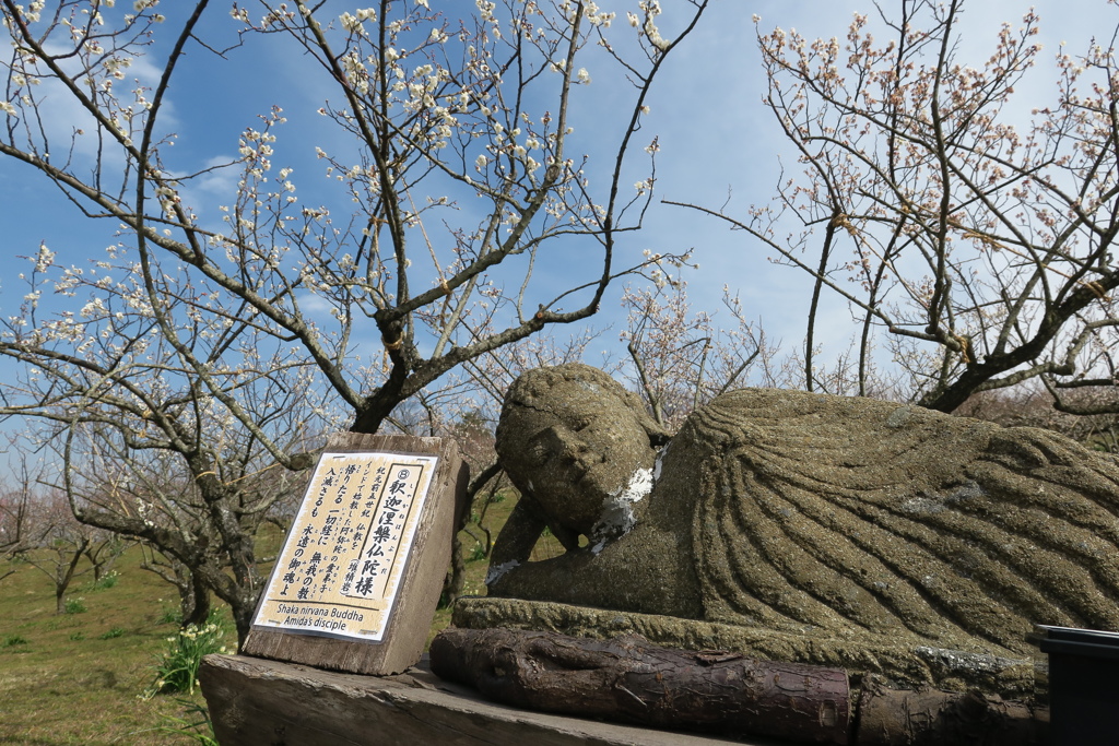 梅見