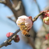 春一番〜ハッチと梅の花