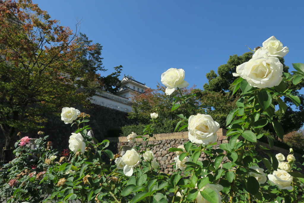 福山城と秋薔薇