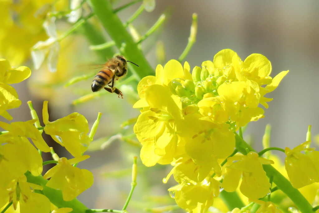 菜の花に誘われて