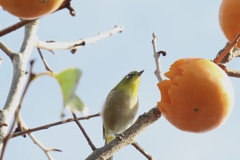 隣のメジロはよく柿食うメジロだ