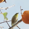 隣のメジロはよく柿食うメジロだ