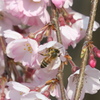 春の息吹