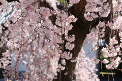 枝垂れ桜