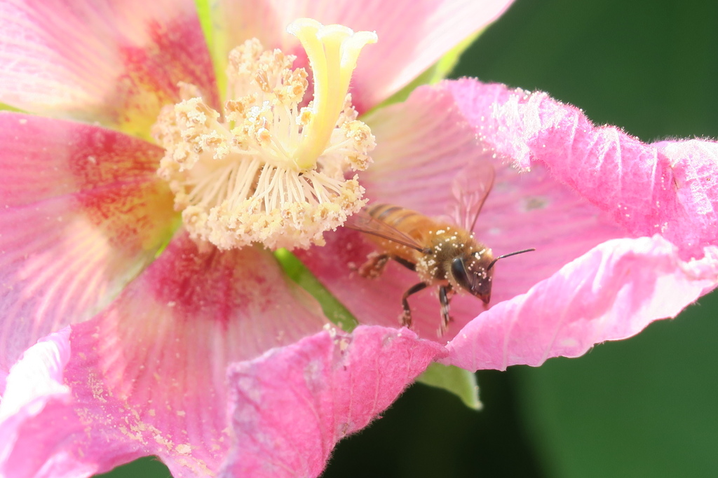 とある1日〜ハッチと芙蓉