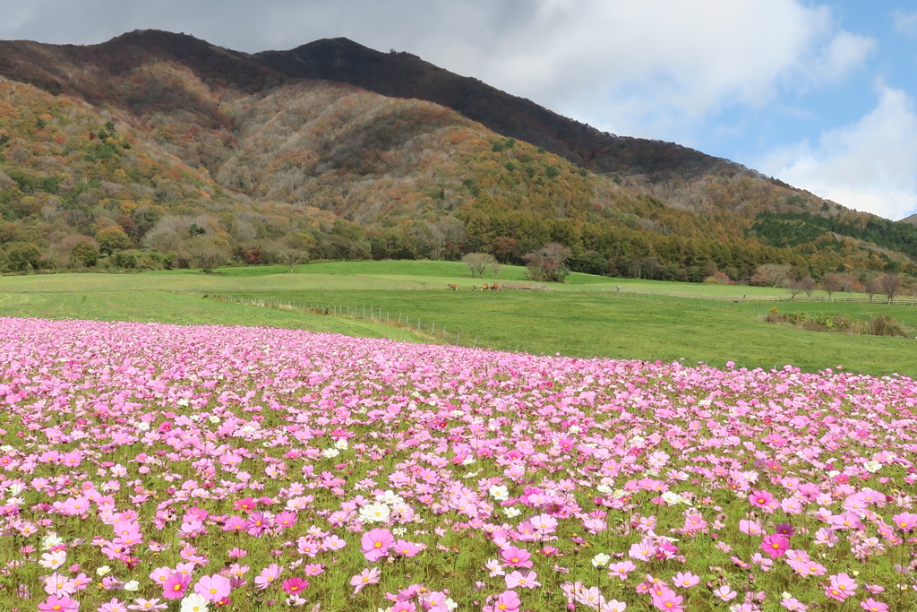 秋の蒜山高原