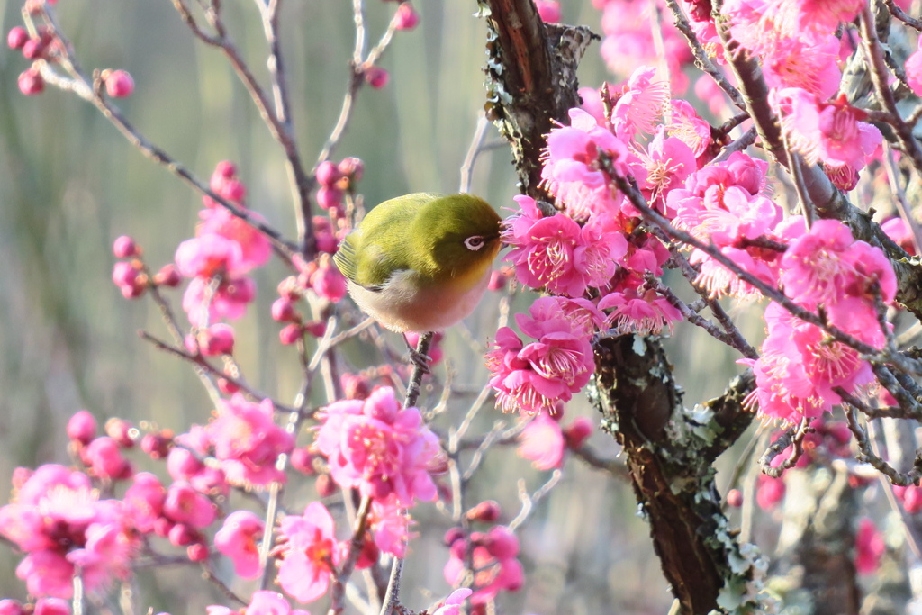 蜜の味