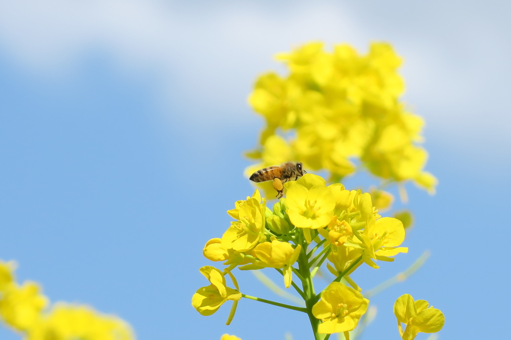 ハッチと青空と菜の花と