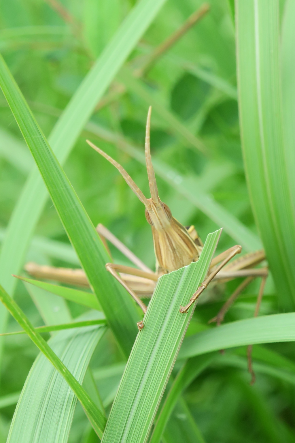 草むらシリーズ〜ショウリョウバッタお食事中