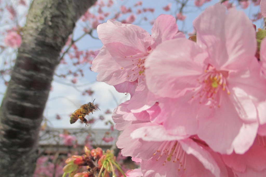 ハッチと陽光桜