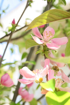 花梨