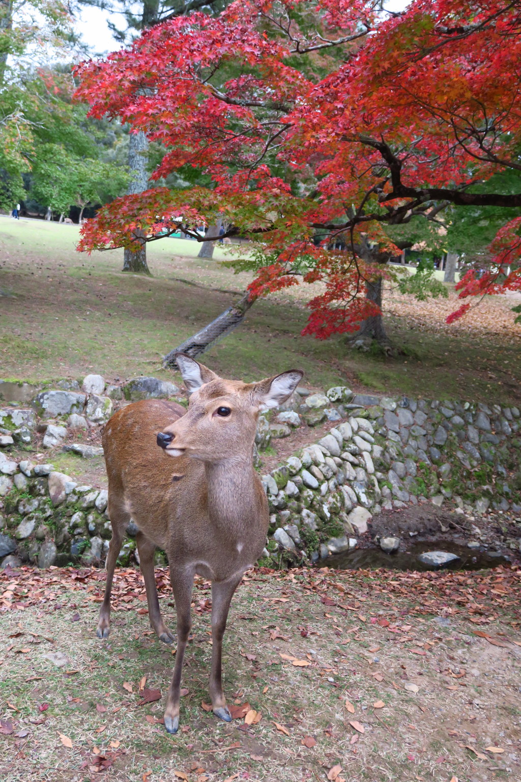 紅の鹿