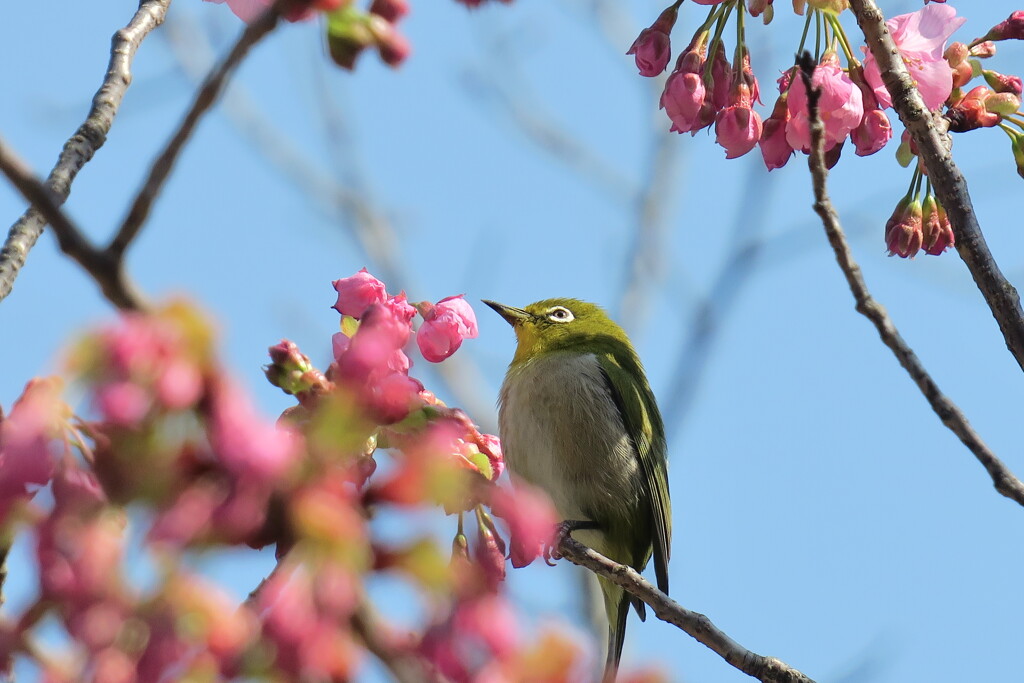 春を待つ君