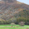 蒜山の紅葉