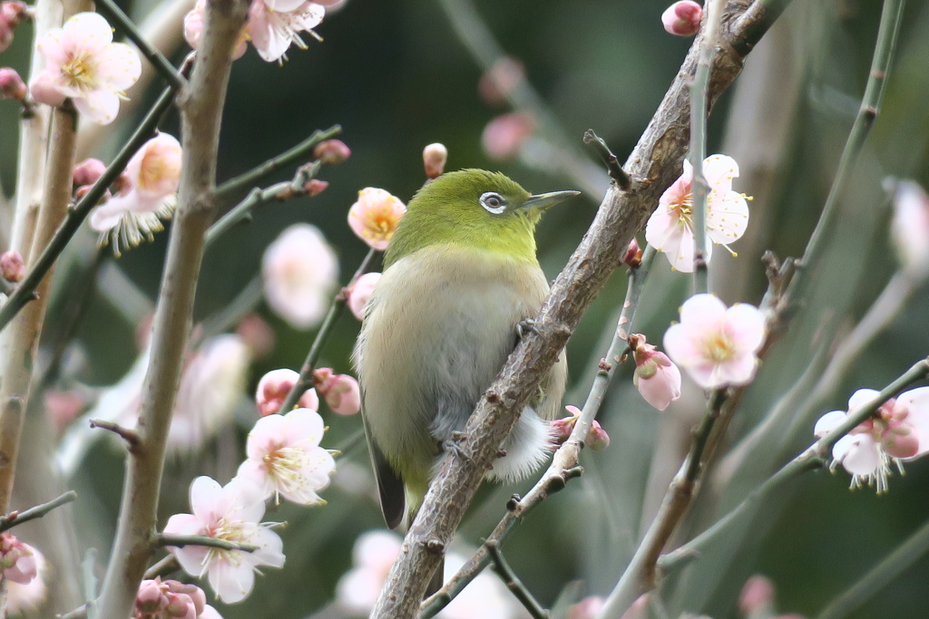 春よ、来い