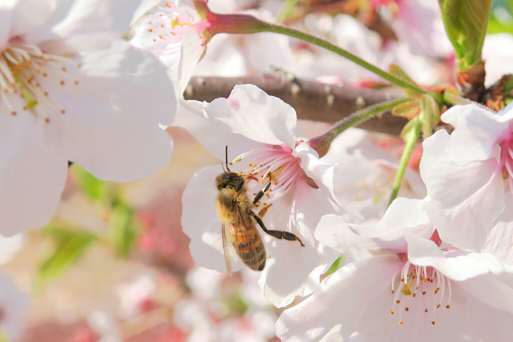 ハッチとお花見