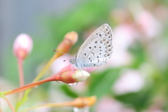 エゴの花とシジミちゃん