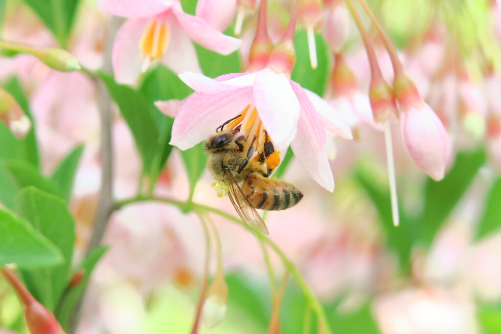 ハッチとエゴの花