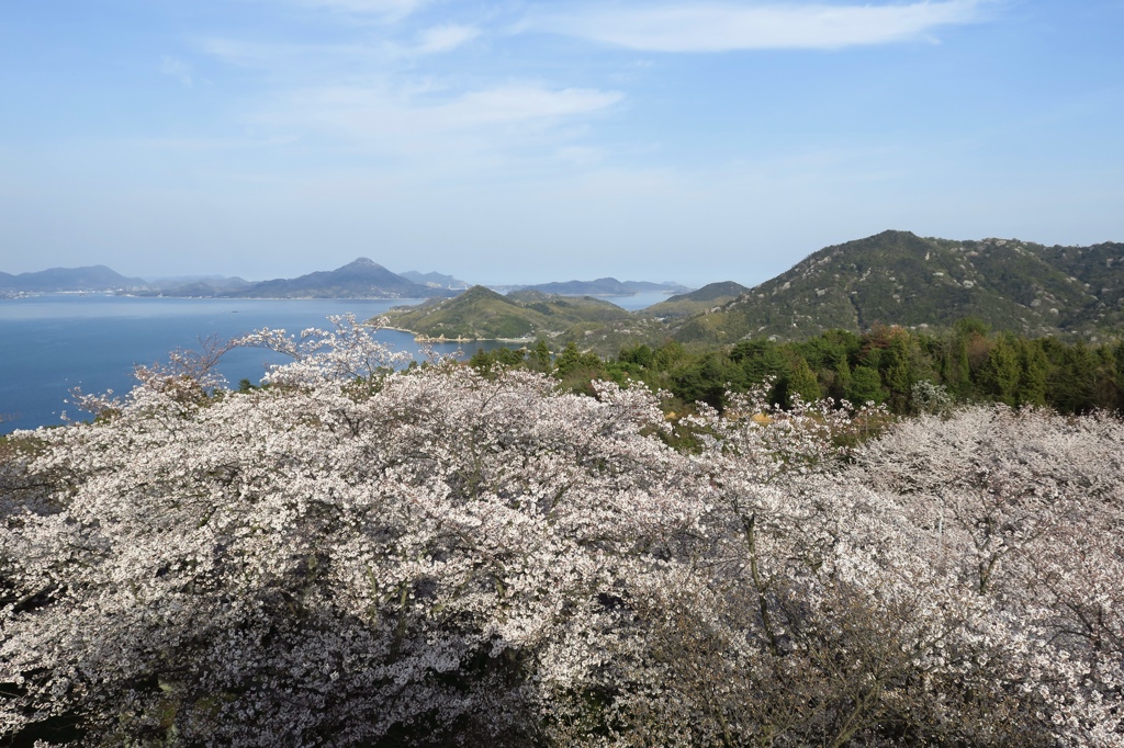 しまなみでお花見