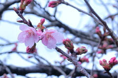 雨あがり