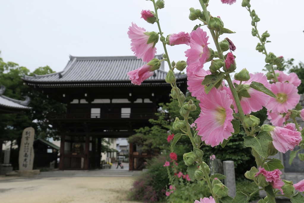 四国八十八ヶ所〜第五十五番霊場　南光坊