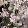 春の風になって
