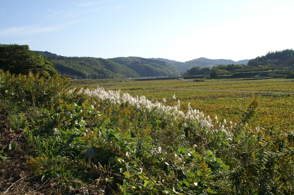 ススキが受ける朝日