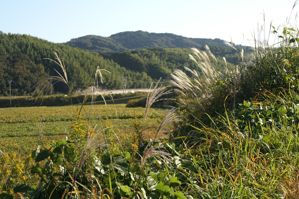 里山を望む