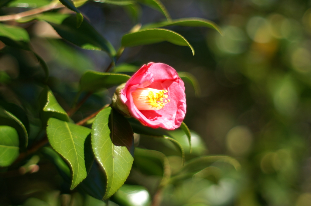 秋の陽気に映える山茶花の一輪咲き