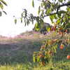 柿畑から望む秋桜