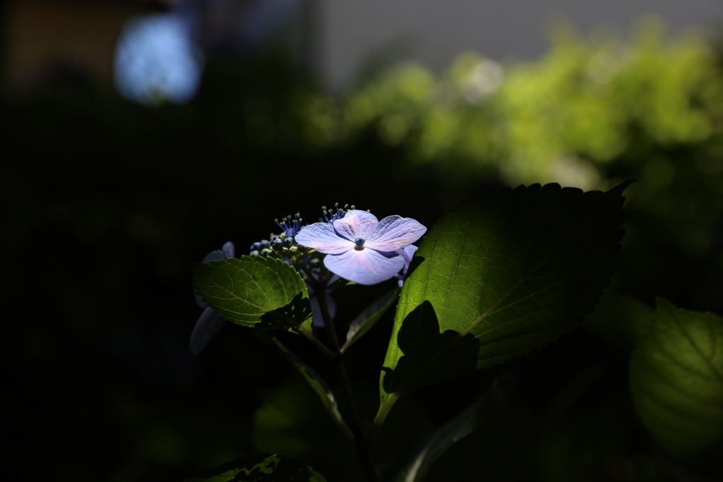 木漏れ日の紫陽花