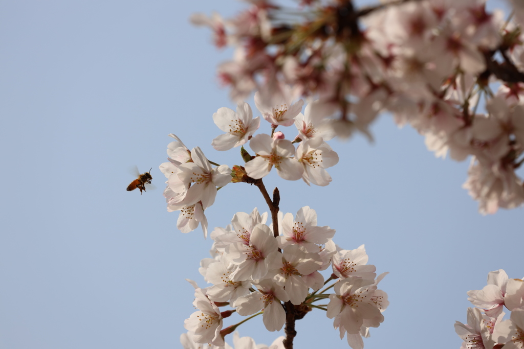 桜