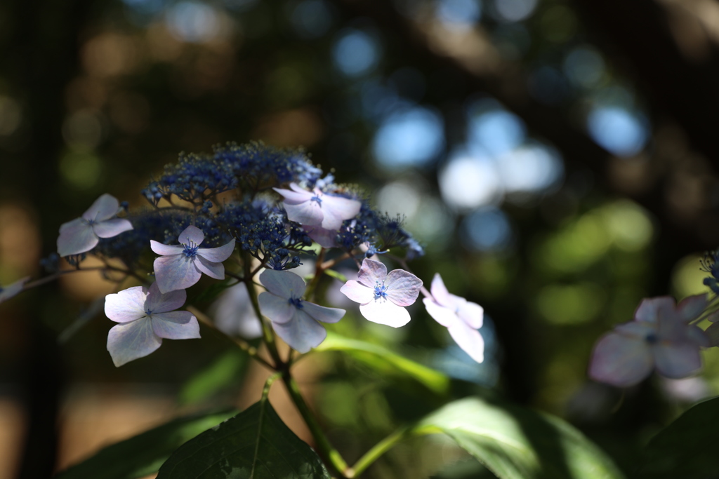 木漏れ日の紫陽花