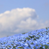 空と雲とネモフィラ