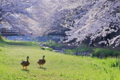 お散歩