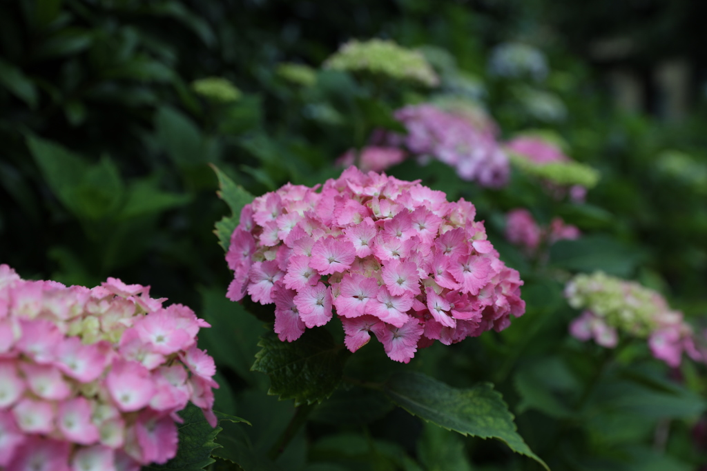 紫陽花