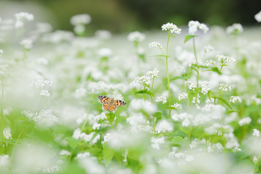 蕎麦の花に包まれて