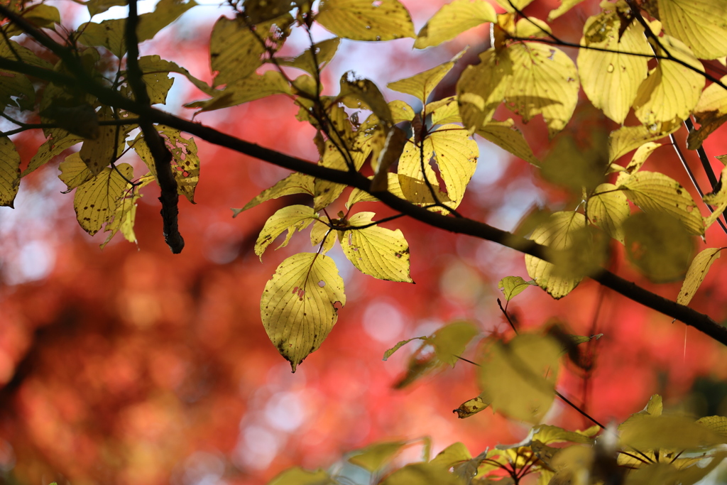 紅葉