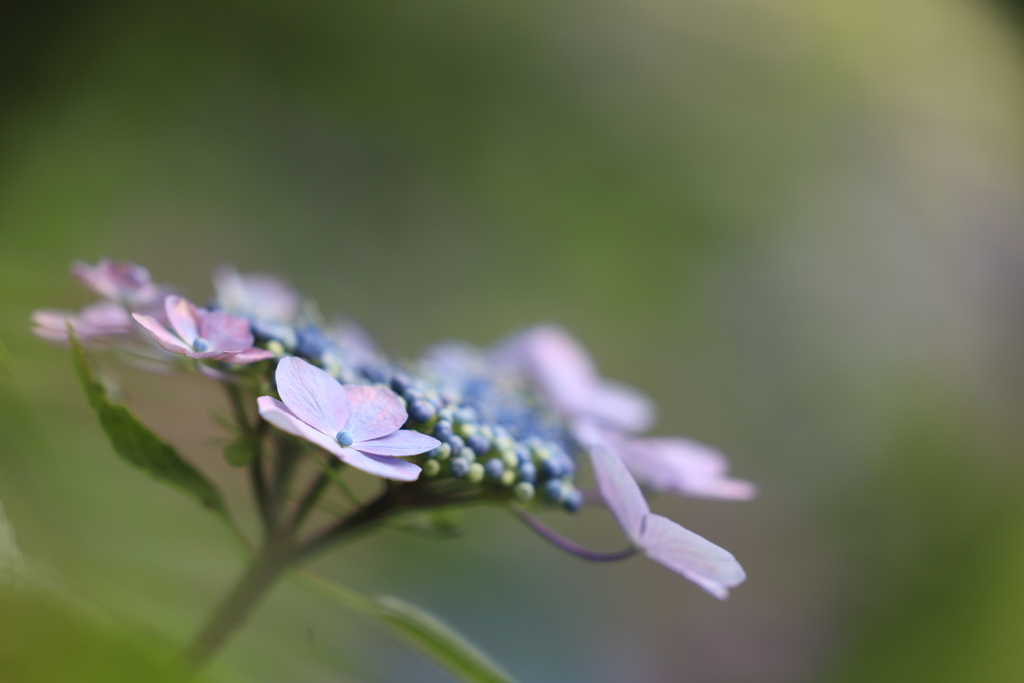 紫陽花