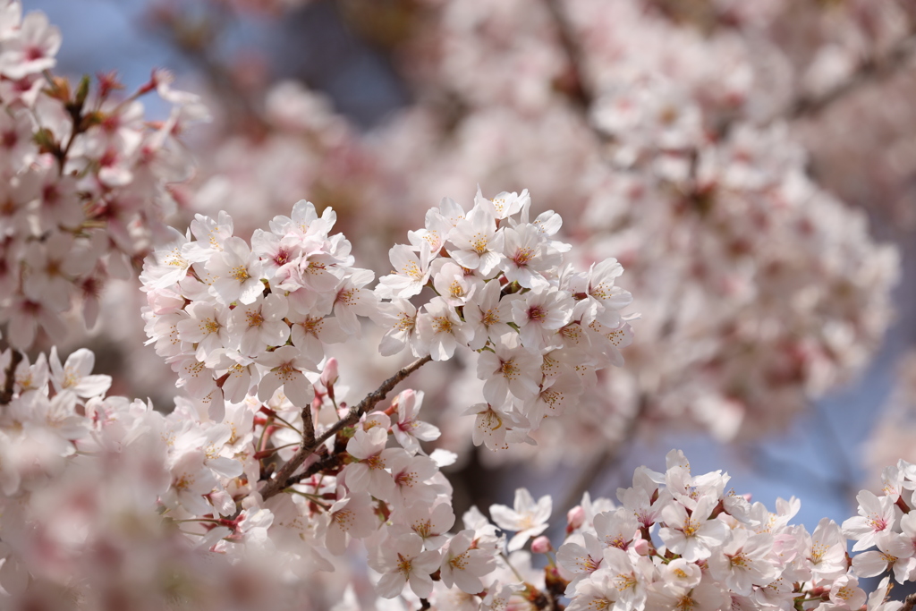 桜