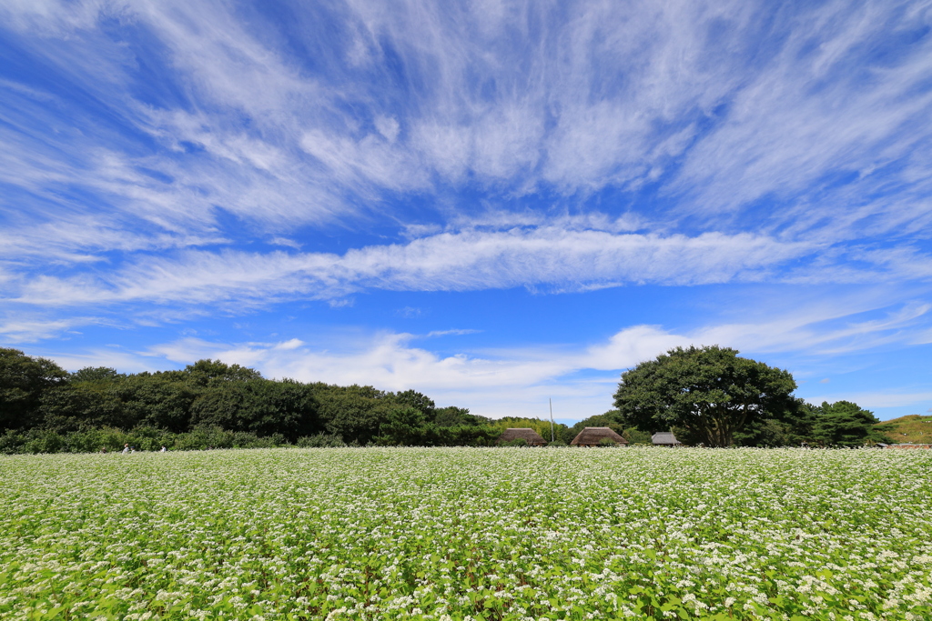 蕎麦畑と秋の空