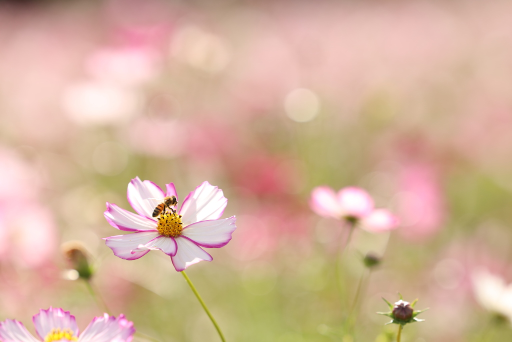 秋桜