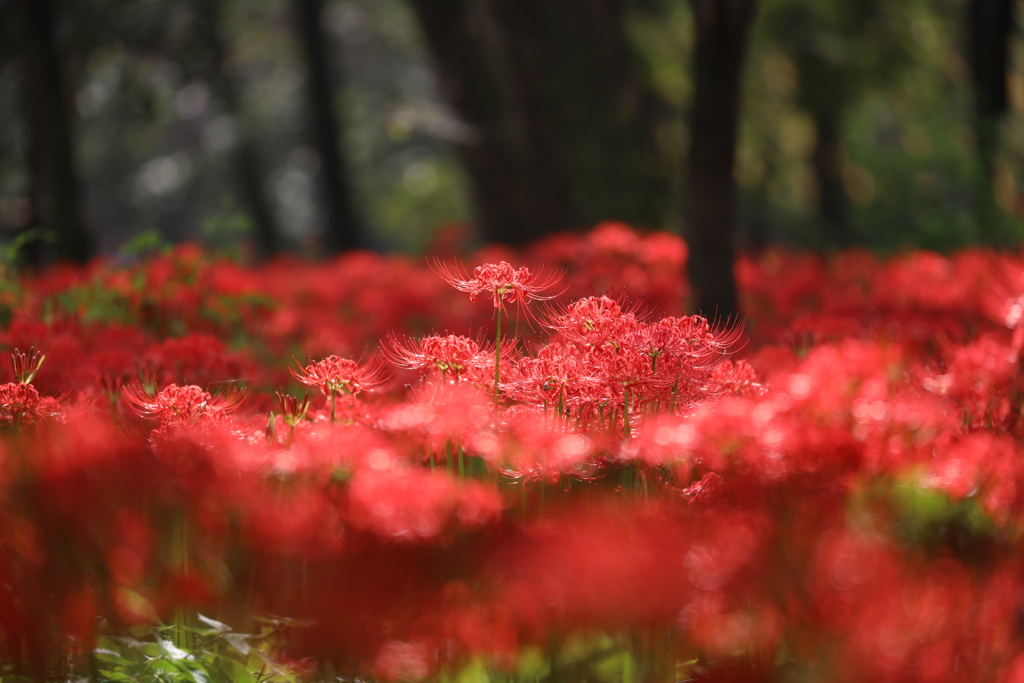彼岸花
