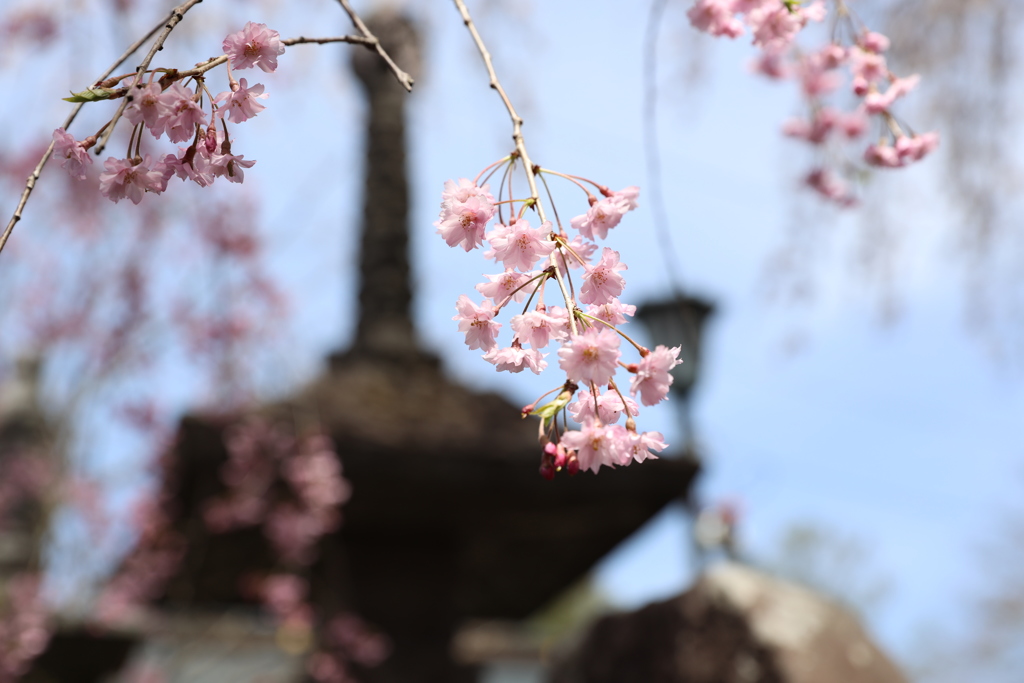 垂桜