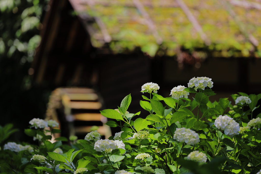 紫陽花と水車小屋