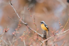 春を待つ